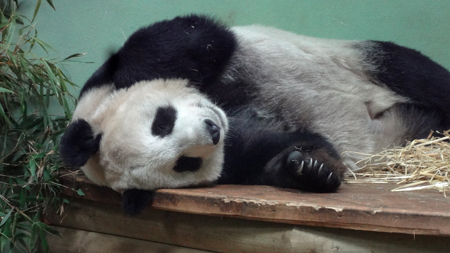Edinburgh Zoo Panda Kulturonline.ch