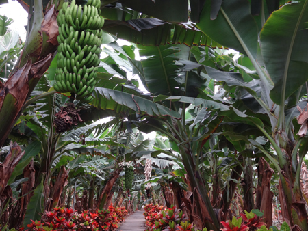 Bananenfarm Punta El Lomo Teneriffa ropo