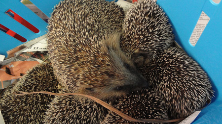 Igel-Mama mit Rekordwurf in Bronschhofen auf Kulturonline.ch
