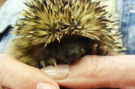 Jung-Igel auf der Hand bei der Igelstation Frauenfeld auf Kulturonline.ch