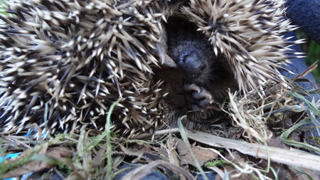 Igel-Junges fast scheint es zu winken Kulturonline.ch